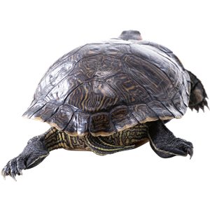 Turtle PNG-24770